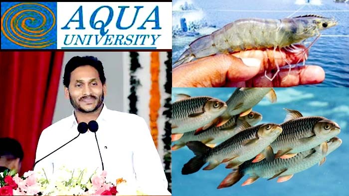 cmjagan aqua