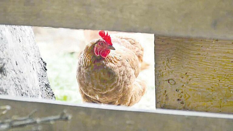 Bird Flu: అమెరికాలో ఏవియన్‌ ఫ్లూ విలయం… ఐదు కోట్ల కోళ్లు బలి