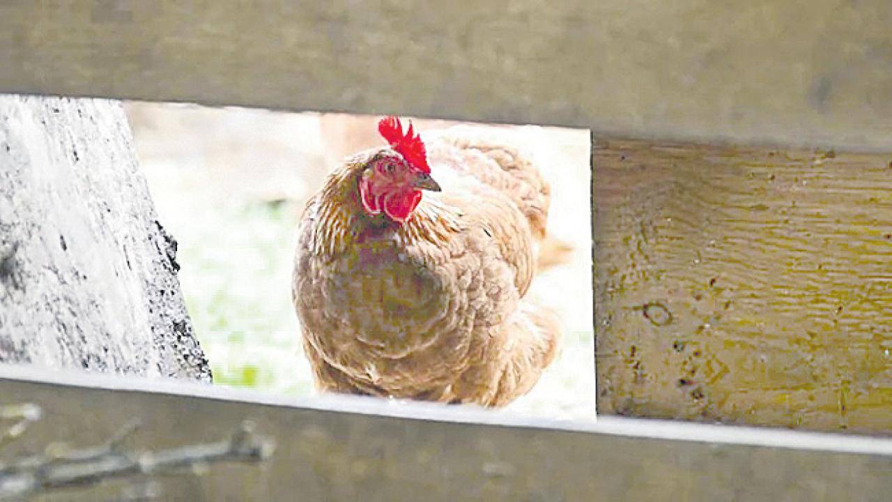 Bird Flu: అమెరికాలో ఏవియన్‌ ఫ్లూ విలయం… ఐదు కోట్ల కోళ్లు బలి