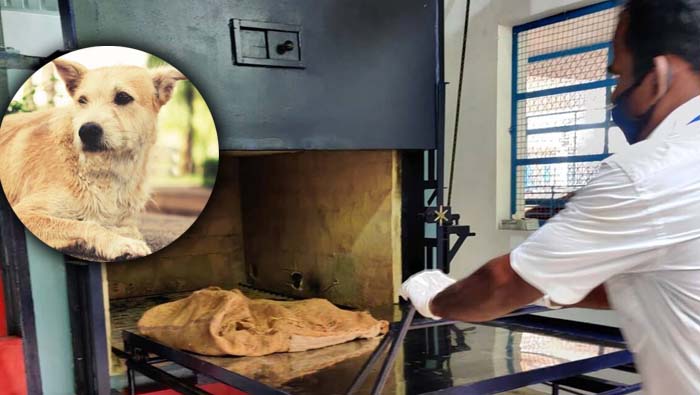 Crematorium for animals: జంతువులకు దహన వాటిన.. ఎక్కడో తెలుసా?