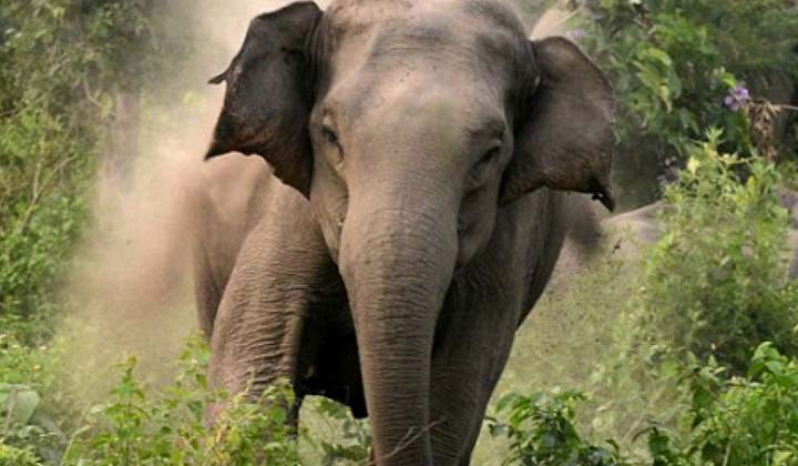 Elephants Violence: గజరాజుల విధ్వంసం.. వణికిపోతున్న ఏజెన్సీ గ్రామాలు