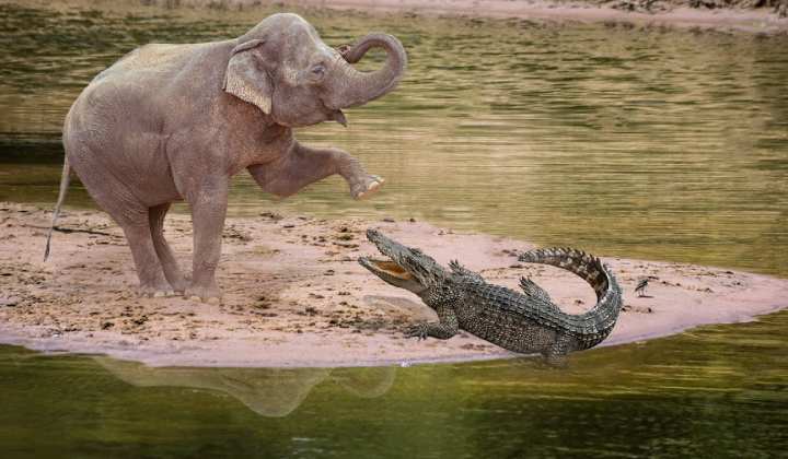 Crocodiles and Elephants Attacks: పల్నాడులో మొసళ్ళు.. చిత్తూరులో ఏనుగుల హల్ చల్