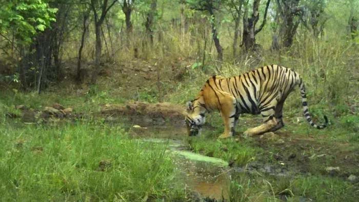 Four Tigers In Maharashtra