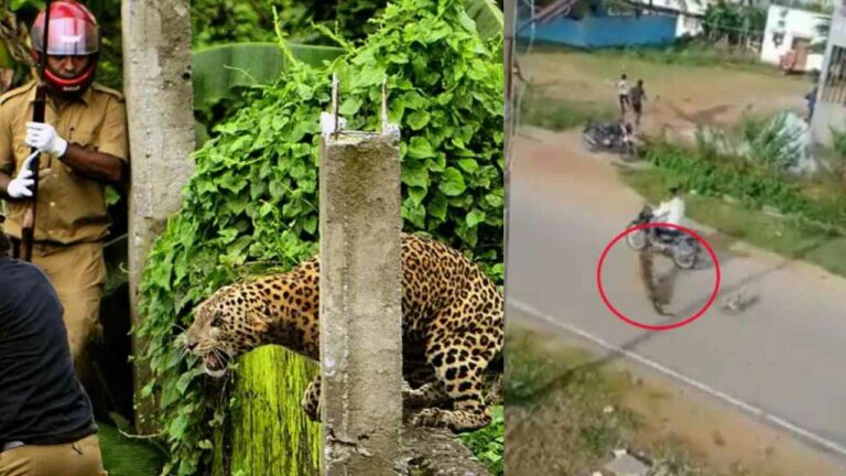 Tiger Attack: బైకుపై వెళ్తున్న వ్యక్తిపై చిరుత దాడి.. ఆందోళనలో స్థానికుల పరుగు