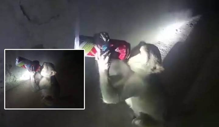 Monkey Drinking beer: వైన్స్‌లో దూరి మద్యం ఎత్తుకెళ్తున్న కోతి..! బీరు భలేగా లాగిస్తుందిగా