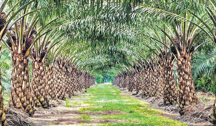 Palm Oil Farming