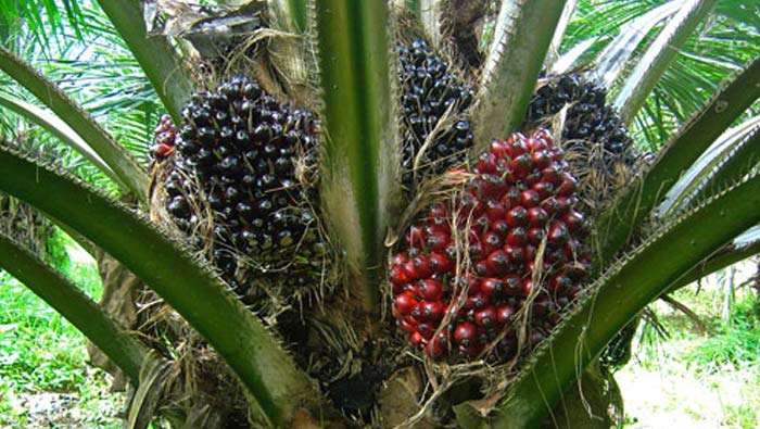 Palm Oil Cultivation: ఆయిల్ ఫామ్ సాగుపై తెలంగాణ ప్రభుత్వం నజర్‌