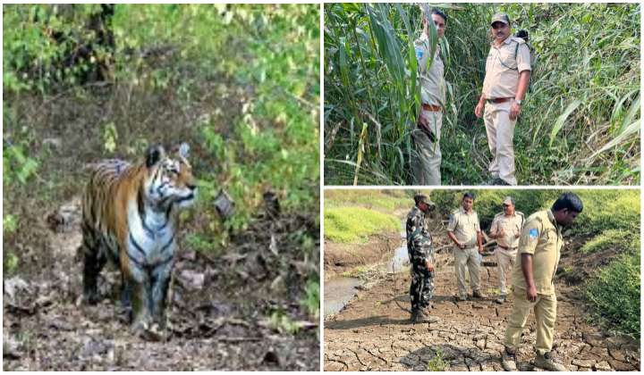 Tiger Search: ఇటు వణికించే చలి.. అటు బాబోయ్ పులి..