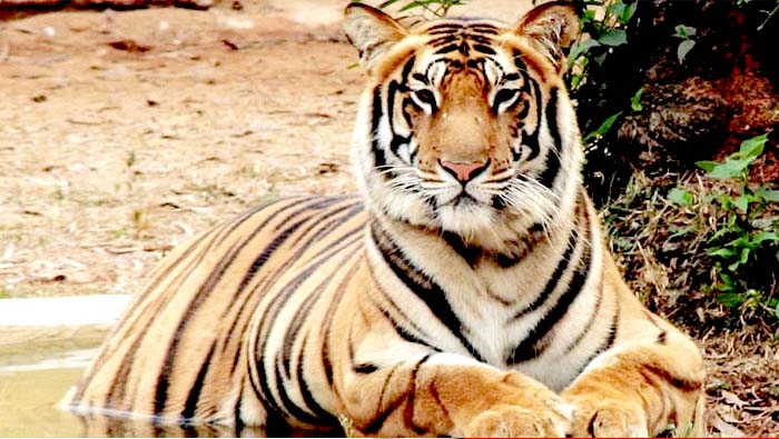 Tiger in Asifabad: కాగజ్‌నగర్‌లో పెద్దపులి కలకలం.. రోడ్డు దాటుతుండగా..