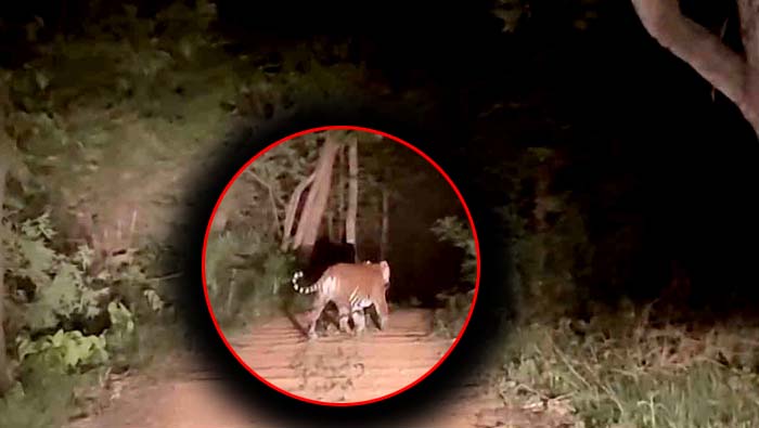 Tiger in Komaram Bhim: బెజ్జూరు లో బెబ్బులి.. భయంతో జనం పరుగులు