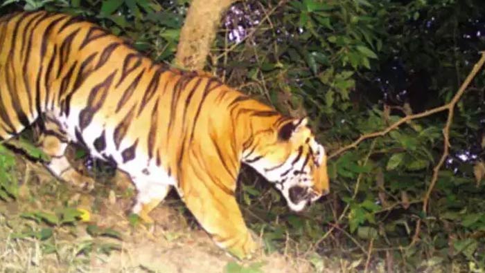 Tiger Fear in Araku : అరకులో పులి సంచారం.. భయాందోళనలో జనం