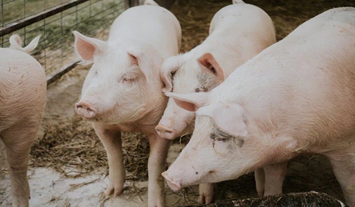 African Swine Fever: ఆఫ్రికన్‌ స్వైన్‌ ఫీవర్‌ కలకలం.. ఒక్కరోజే 85 పందులు మృతి