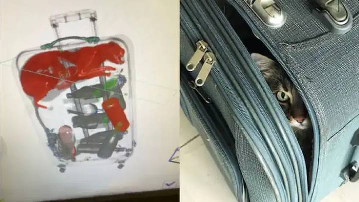 Cat In Passengers Suitcase: కంగుతిన్న ఎయిర్ పోర్ట్ సిబ్బంది.. ప్రయాణికుడి సూట్ కేసులో..