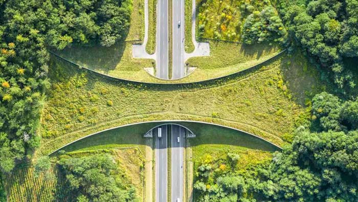 Animals Underpass Bridge