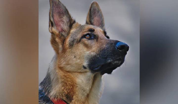 Dog Attack: కుక్క దాడికి గురైన మహిళకు రూ.2 లక్షల పరిహారం