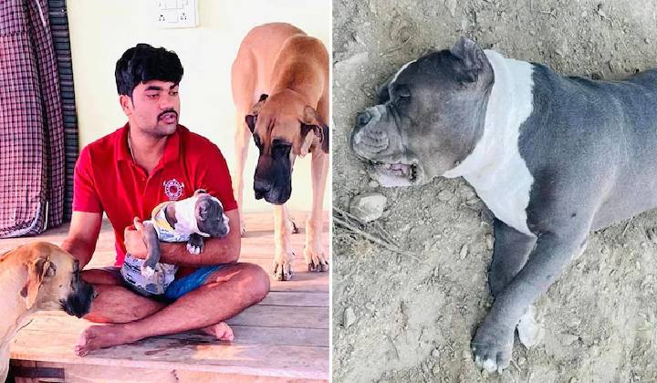 Dog Saved Owners Life