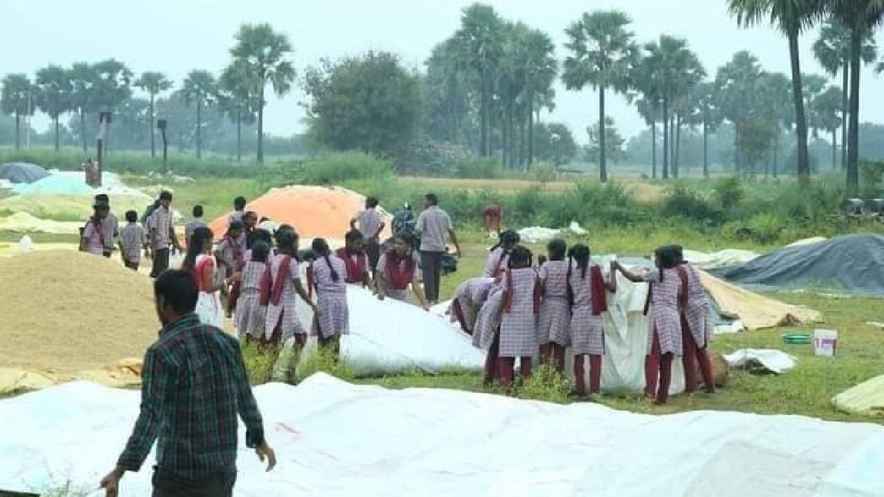 students saved paddy: రైతు కష్టాన్ని కాపాడిన విద్యార్థులు.. ఏం చేశారంటే