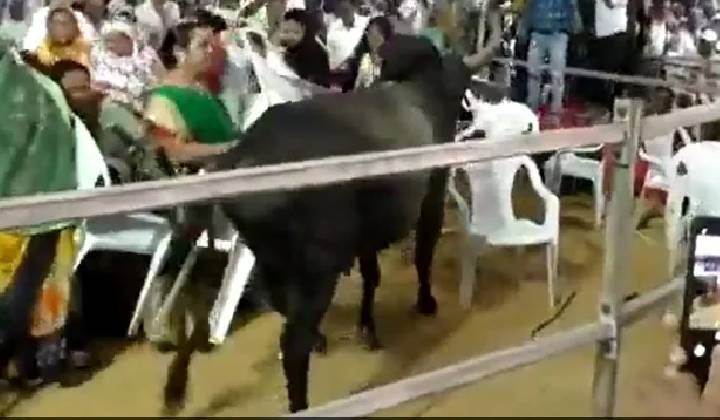 Gujarat Elections: కాంగ్రెస్ ఎన్నికల ర్యాలీలో ఎద్దు హల్చల్.. బీజేపీపై ఆరోపణలు