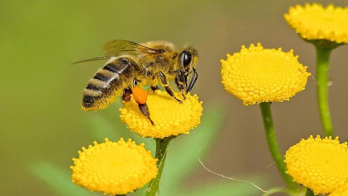 Life Span Of Honeybees