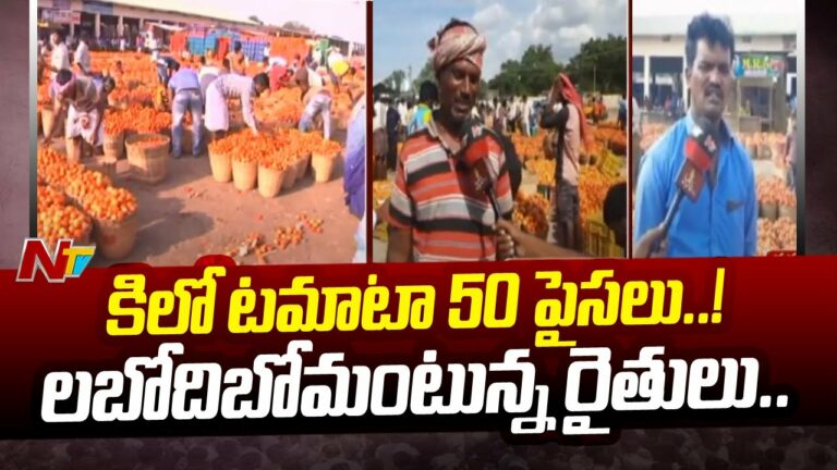 Tomato Price Down: కిలో టమోటా 50 పైసలు.. రైతుల గగ్గోలు