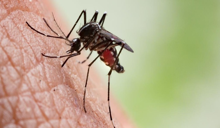 Mosquito Bite: దోమ కుట్టడంతో నెలరోజులు కోమాలోకి వెళ్లాడు.. 30 సర్జరీలు కూడా..!!