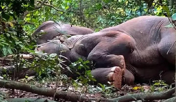 Odisha Elephant Incident