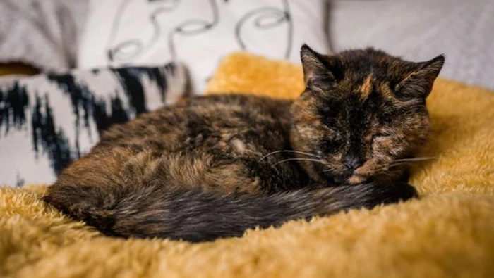 World’s Oldest Cat: 26 ఏళ్ల ఫ్లాస్సీ.. ప్రపంచంలోనే అత్యంత వృద్ధ పిల్లిగా రికార్డు