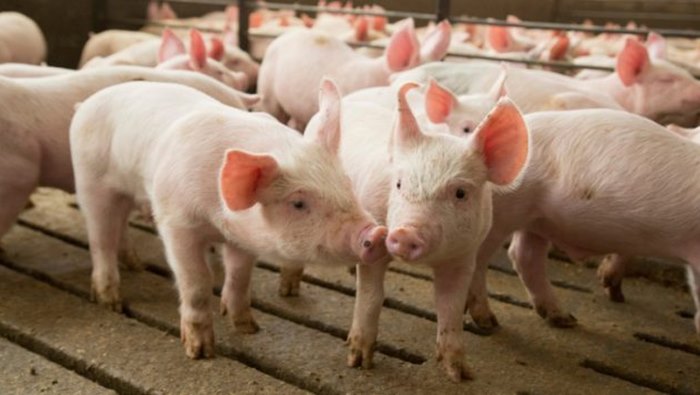 Fraud: పంది పిల్లల వ్యాపారంలో పెట్టుబడి పెట్టండంటూ.. వందల కోట్లకు కుచ్చుటోపీ