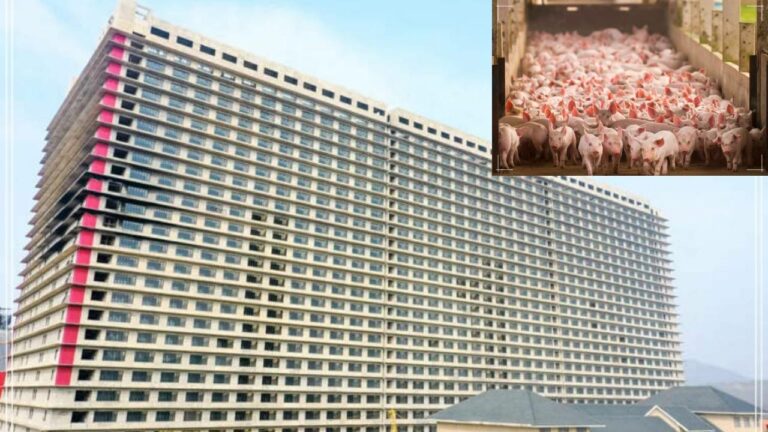 Pig Hotel: నేను ఎప్పుడూ చూడలే.. పందులకోసం ఫైవ్‌ స్టార్‌ హోటలా?