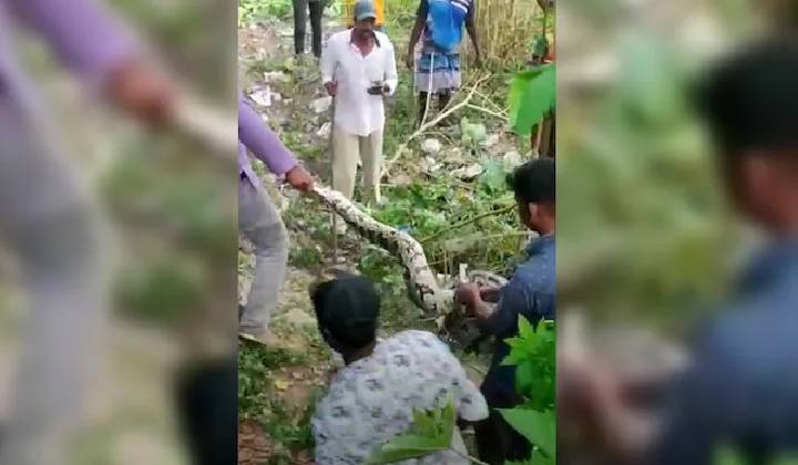 Python Attack: మనిషిపై కొండచిలువ దాడి.. గంటపాటు పోరాటం.. చివరకు ఏమైందంటే..?