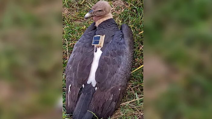 Rare Vulture: నేపాల్‌లో 10 నెలల క్రితం మిస్సింగ్‌.. బీహార్‌లో ప్రత్యక్షం