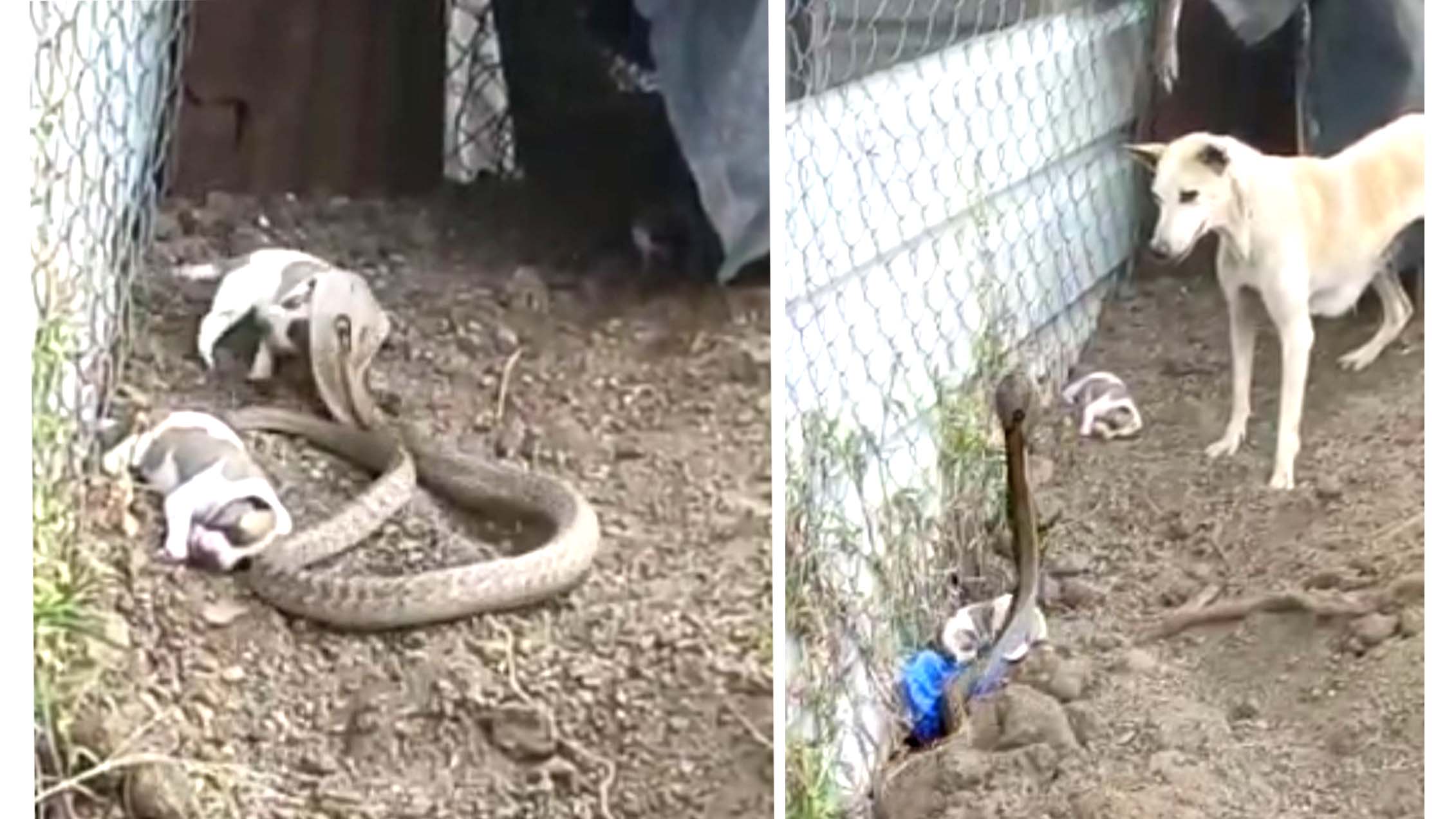 Viral Video: అయ్యో.. కళ్లెదుటే బిడ్డల ప్రాణాలు పోతున్నా కాపాడుకోలేకపోయింది