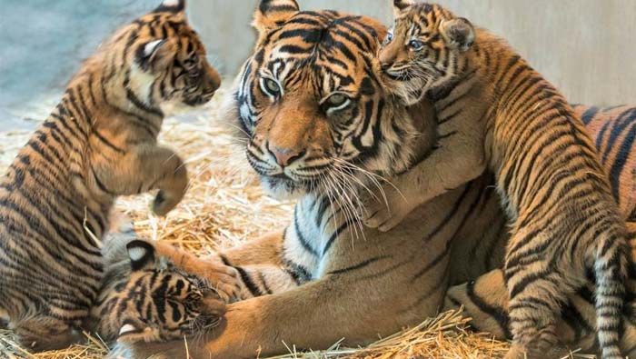 Tiger with Baby’s  : తన 3 పిల్లలతో పులి సంచారం.. రంగంలోకి రెస్య్కూ టీం