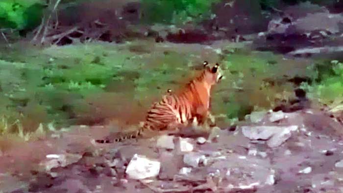 Tiger at Adilabad : రిజర్వాయర్‌ వద్ద  కనిపించిన పులి.. టెన్షన్‌.. టెన్షన్‌