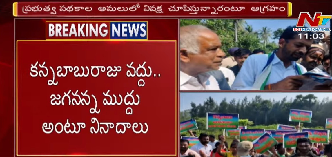 Ycp Mla