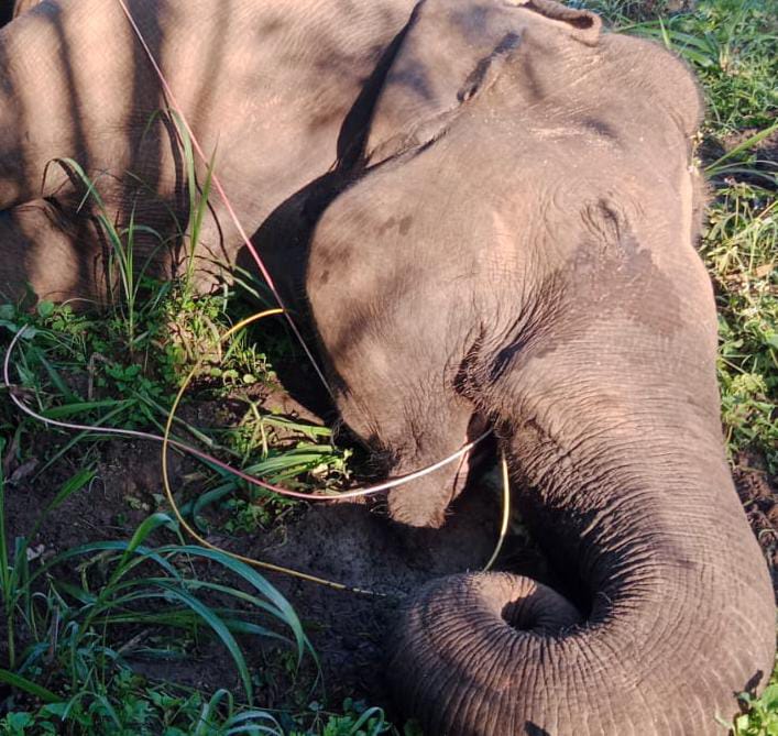 2c794ad6 5387 41a7 Ad10 72f061687752