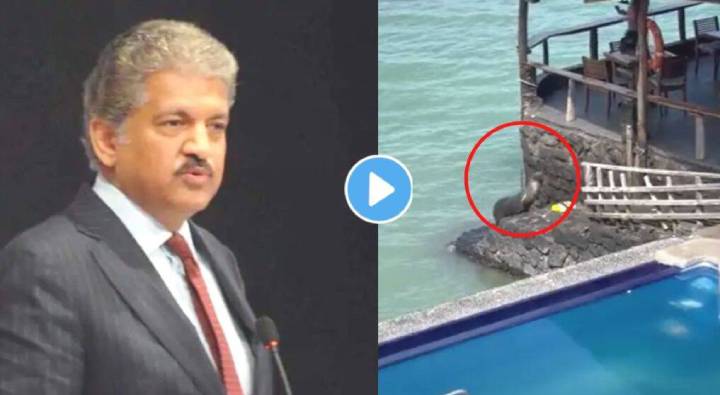 Anand Mahindra: ఆనంద్ మహీంద్ర ట్వీట్ చేసిన.. ఈ సీల్ చేప వేషాలు చూస్తే షాకే