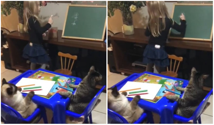 Littile Girl Teaching Her Cats: ఫ్లవర్ బొమ్మ ఎలా వేయాలంటే.. పిల్లులకు చిన్నారి పాఠాలు
