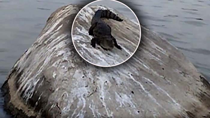 Crocodiles in Miralampond: మీరాలం చెరువులో మొసళ్ల సంచారం.. భయందోళనలో స్థానికులు