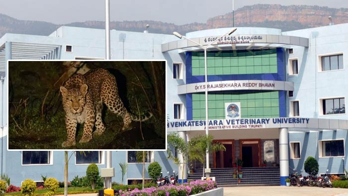 Leopards: శ్రీ వెంకటేశ్వర వర్సిటీలో చిరుతల కలకలం.. వీసీ బంగ్లాలో కుక్కను ఎత్తుకెళ్లి..!