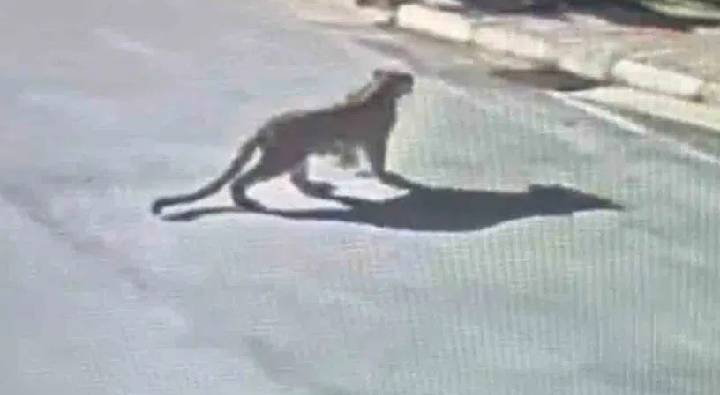 Leopard Bangalore