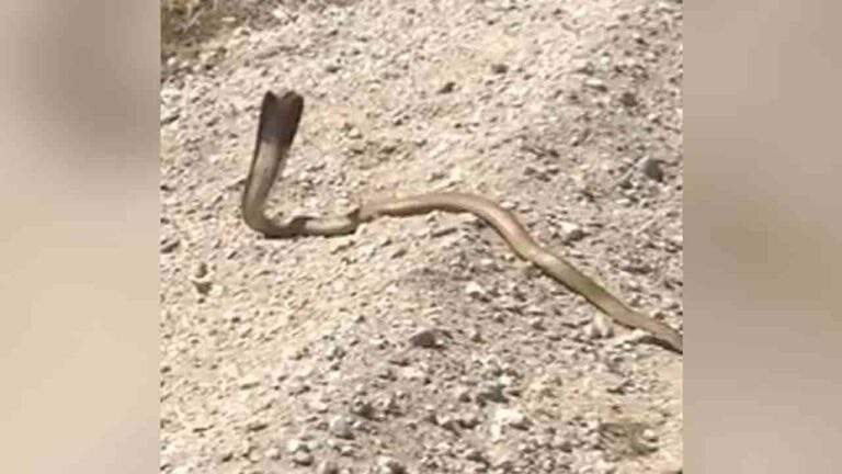 Cobra Fight : తుపాకీ కాల్పులకు ఎదురుతిరిగిన పాము