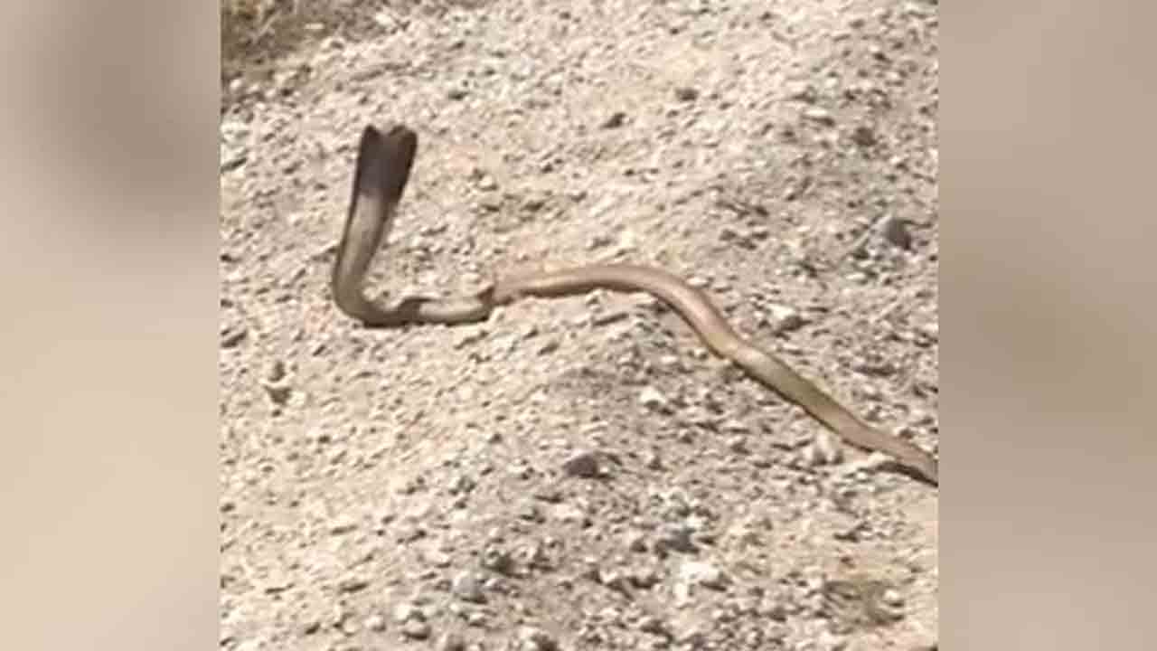 Cobra Fight : తుపాకీ కాల్పులకు ఎదురుతిరిగిన పాము