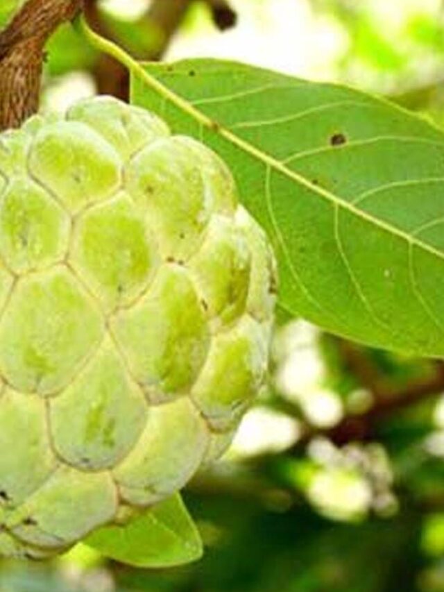 Custard Apple Leaves సీతాఫలం ఆకులతో వ్యాధులకు చెక్.. ఎలాగంటే.. NTV Telugu