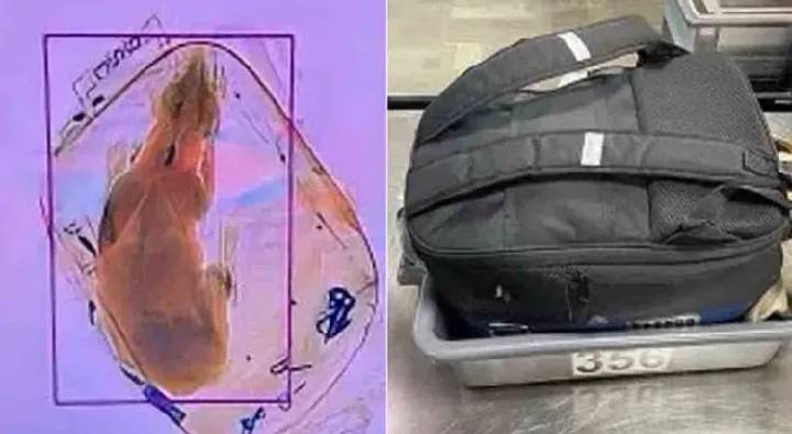 Viral News : పాపం.. ప్రేమగా చూసుకున్న కుక్క కోసం కష్టపడినా ఫలితం దక్కలేదు