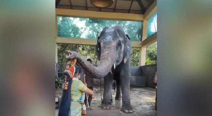Elephant Gift To Dancing Girl: పాప డ్యాన్స్‎కు ఫ్యాన్ అయిన ఏనుగు.. గిఫ్ట్ గా ఏం ఇచ్చిందంటే..
