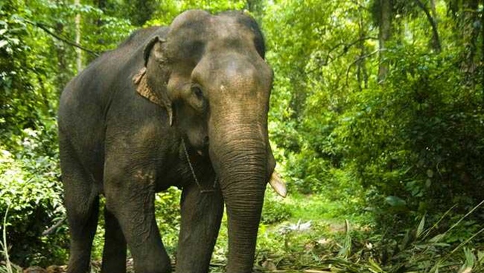 Elephant Herd Attack