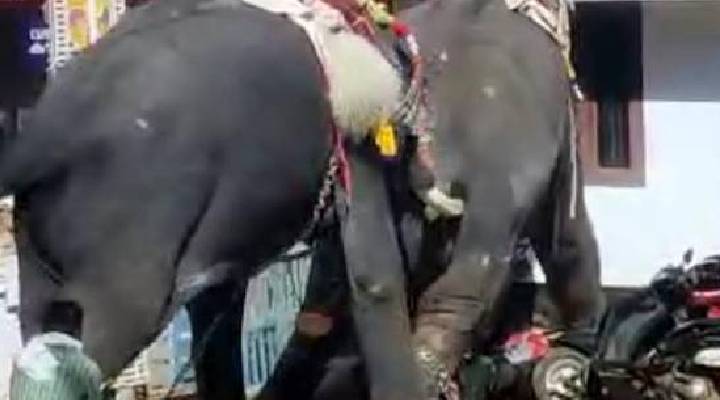 Elephents Fight