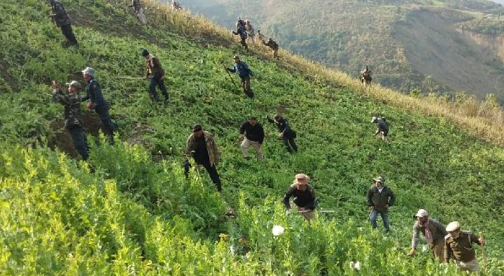 Farmers Arrested : ఆ పంట వేశారని మణిపూర్‌లో 700 మంది రైతుల అరెస్ట్