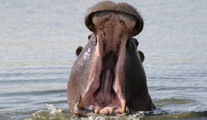 Hippo Attack